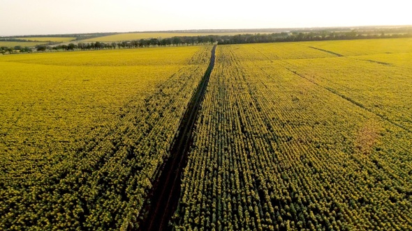 The scenic dirt road through sunflower fields. Aerial view.