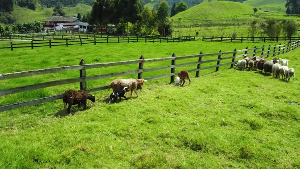 Set of sheep grazing in the mountains of Colombia