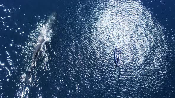 Sperm Whale and Boat Watching Whales