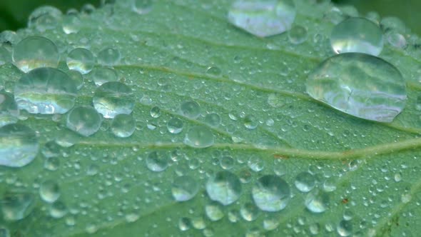 Close-up, Raindrops Falling on a Green Leaf. Streams of Water Flow Down the Sheet