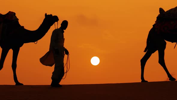 Cameleers, Camel Drivers at Sunset