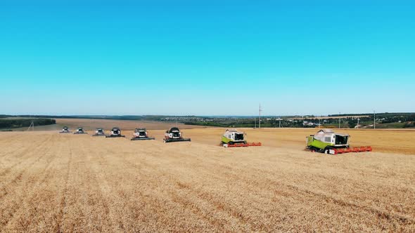 Group of Combines Are Moving Along the Wheat Field