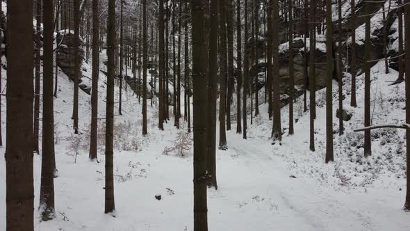 Flying in the winter forest . (Aerial drone)