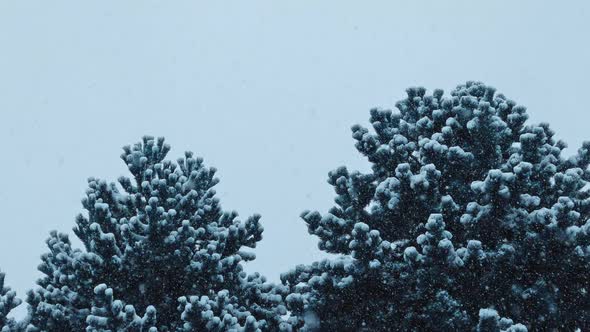 Bushy Trees In Blizzard