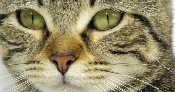 Brown Tabby Domestic Cat, Portrait of A Pussy On White Background, Close-up of Eyes and Mustache