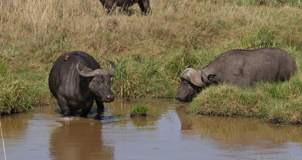 African Buffalo, syncerus caffer, Adultes at Waterhole, Nairobi Park in Kenya, Real Time 4K