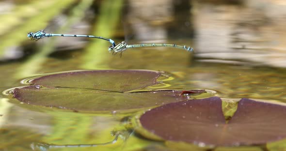 matting dragonfly, Coenagrion hastulatum