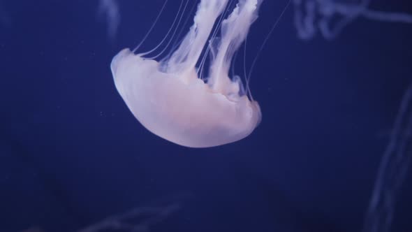 Jellyfish Move In The Water On A Blue Background