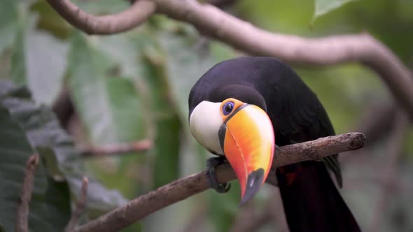 Slow motion shot of a Common Toucan perching on a branch and turning its head while looking around