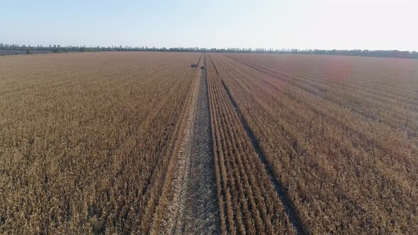 Agribusiness, Corn Field with Agricultural Machinery on Parallel Rows During Harvest Season in Fall