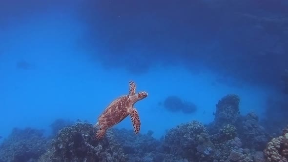 Undersea Turtle