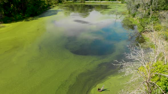 algae covered lake in a forest next to country rural road low drone flight 4k