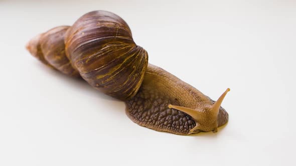 Achatina Fulica  Giant Snail Crawls Over a White Background