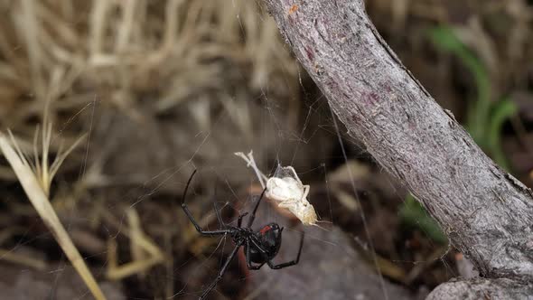 Black Widow Spider crawling around web with grasshopper stuck in it