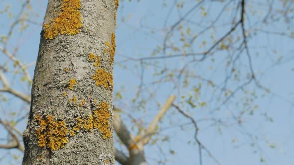 Pear Tree Without Leaves in Spring