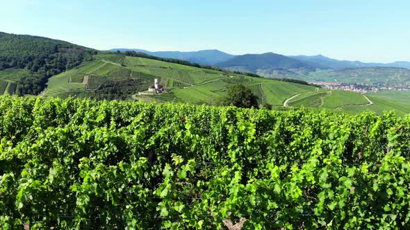 Moving along green vineyards to cross on hill top, old town in background