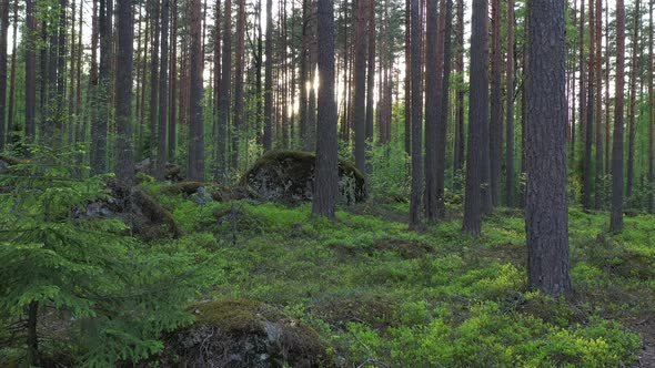 Flight in the evergreen forest on a summer sunny day