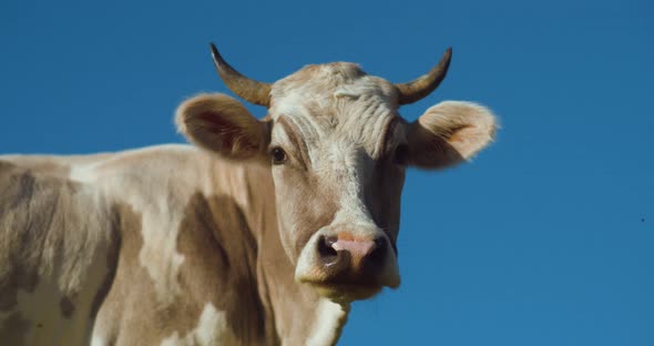 Close up of cow looking at camera against clear blue sky