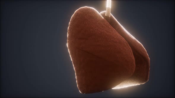 Loop 3d Rendered Medically Accurate Animation of the Human Lung