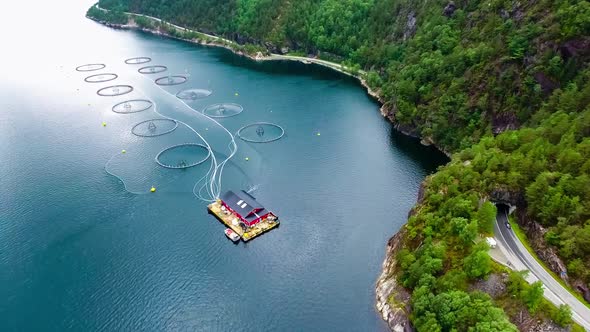 Farm Salmon Fishing in Norway