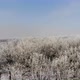 Trees In The Winter Morning - VideoHive Item for Sale