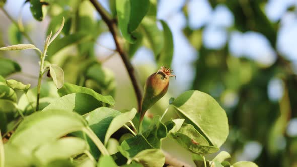 Pear on Branch of Tree in Orchard for Food Outside