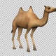 Camel Posing - VideoHive Item for Sale