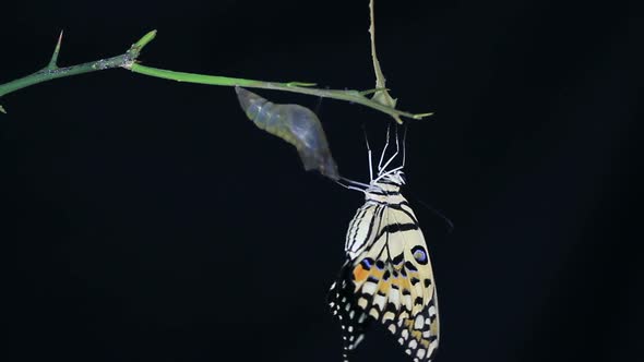 lime butterfly on black background. 