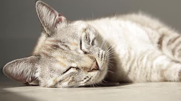 A Scenery Of A Cat Trying to Sleep On The Floor 