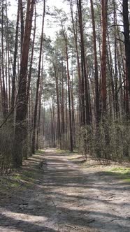 Vertical Video of a Road in the Forest