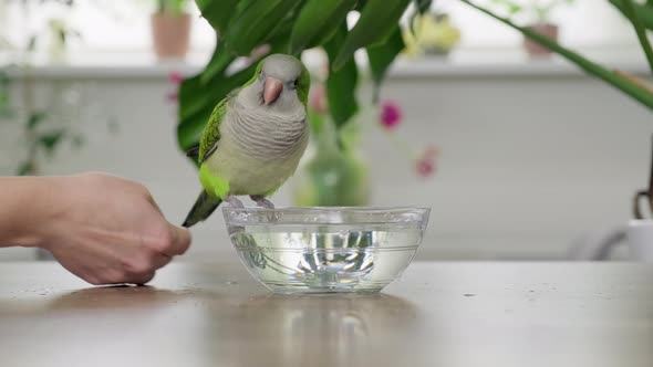 A Young Green Quaker Parrot Drinks Water and Bathes with a Glass Bowl