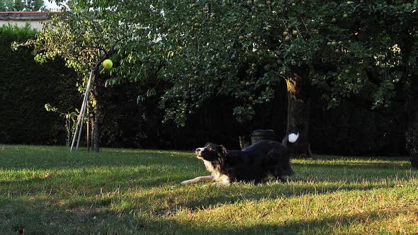 Border Collie Dog walking on Grass, Playing Ball, Slow motion