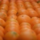 Freshly harvested oranges on a conveyor belt in processing plant - VideoHive Item for Sale