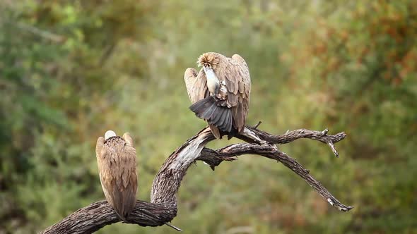 White backed Vulture in Kruger National park, South Africa