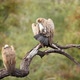 White backed Vulture in Kruger National park, South Africa - VideoHive Item for Sale