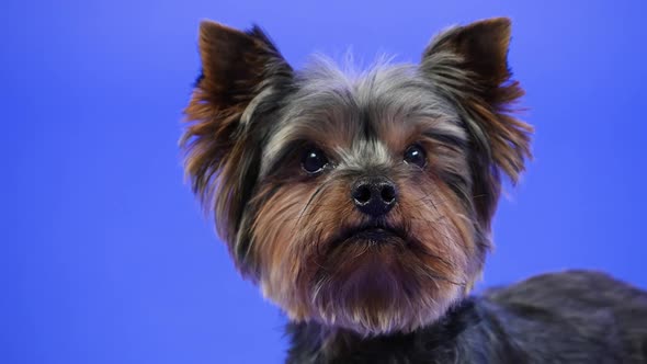 Frontal Portrait of a Yorkshire Terrier on a Blue Background in the Studio