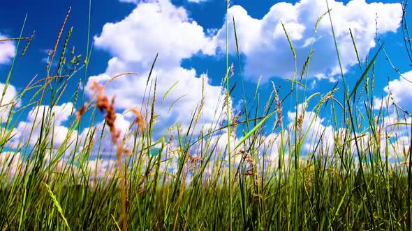 green field spring and cloudy sky