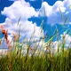 green field spring and cloudy sky - VideoHive Item for Sale