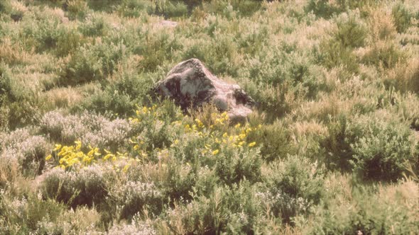 Big Rocks on Field with Dry Grass