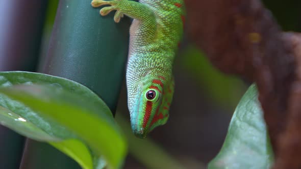 Giant Day Gecko licking its mouth after eating fruit