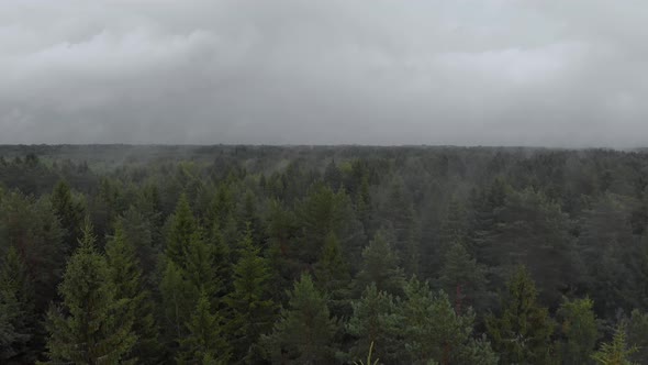 Gloomy Rainy Forest Aerial Flight Through Clouds Over Trees Tops