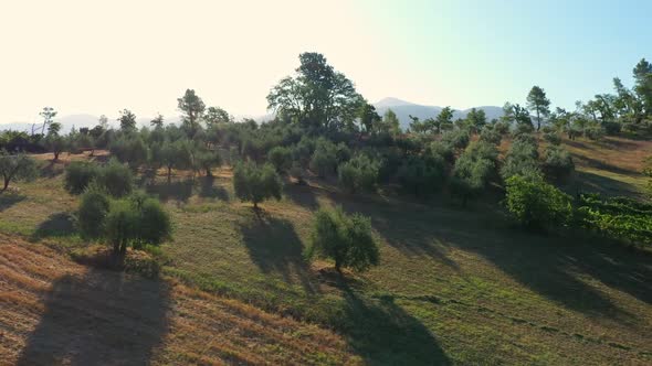 Green olive garden on a mountain slope