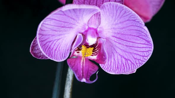 Orchid