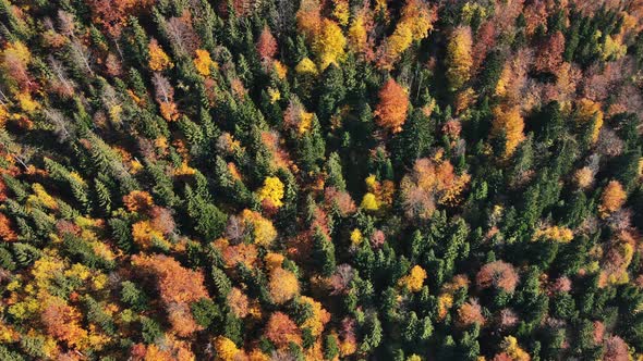 Aerial drone view of nature in Romania. Carpathian mountains, lush yellowing forest, vertical view