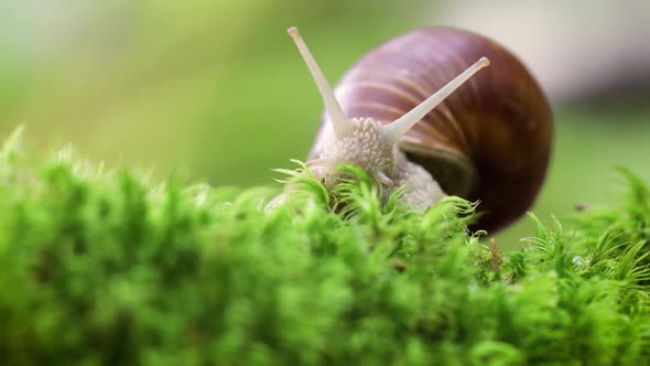 Helix Pomatia also Roman Snail, Burgundy Snail