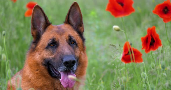 Purebred German Shepherd Resting in the Grass and Red Poppies