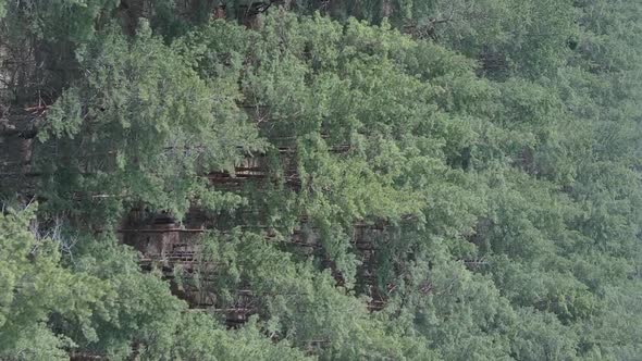 Vertical Video of Pine Forest Aerial View Slow Motion