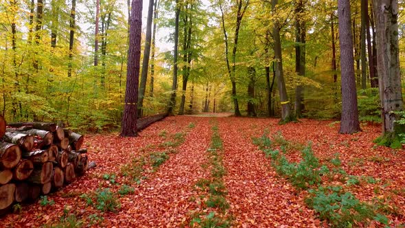 Stunning footpath full colorful leaves in the autumn forest, Poland