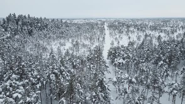 Aerial Flight Over Kemeri Bog Swampy Area in Winter