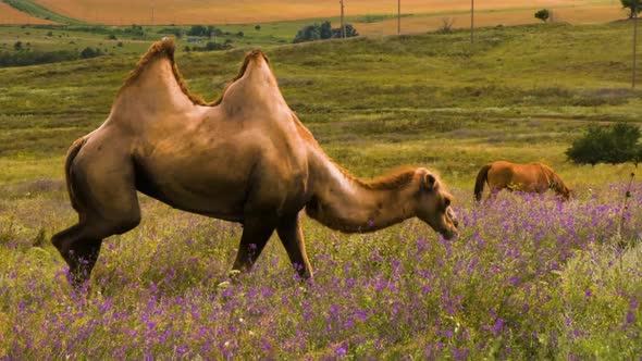 Red Double Hump Camel Grazing In Fields